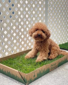 PetGround Standard - Imagen 5