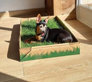 PetGround Standard - Imagen 6