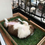 PetGround Standard - Imagen 8