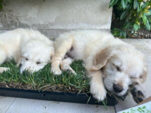 Pack PetGround XL - Imagen 4