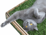 Suscripción PetGround Gatos - Imagen 5