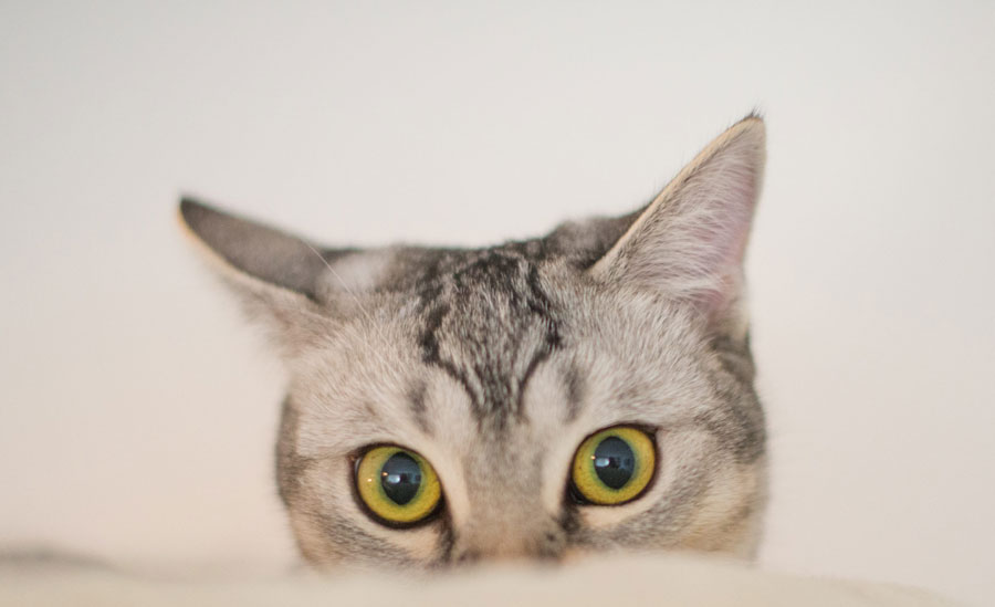 5 Curiosidades sobre los gatos