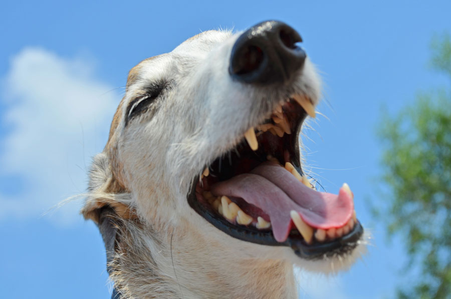 Galgos: los perros más rápidos
