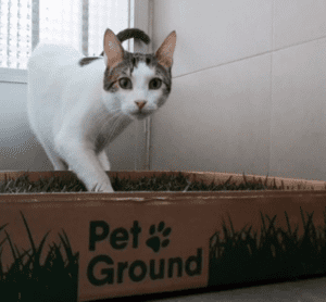 Suscripción PetGround Gatos - Imagen 10