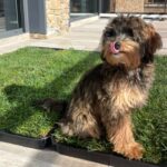 Pack PetGround XL - Imagen 8