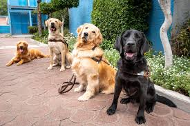 Adiestramiento perros guía héroes caninos de la independencia