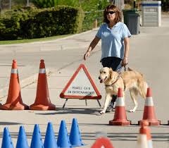 Adiestramiento perros guía