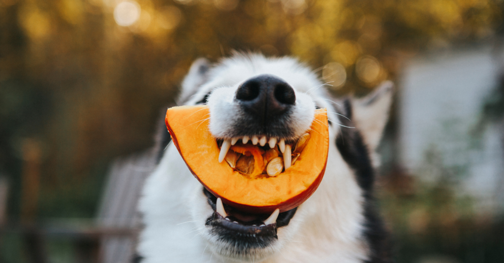 Perro comiendo calabaza