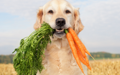 Snacks saludables para tu perro