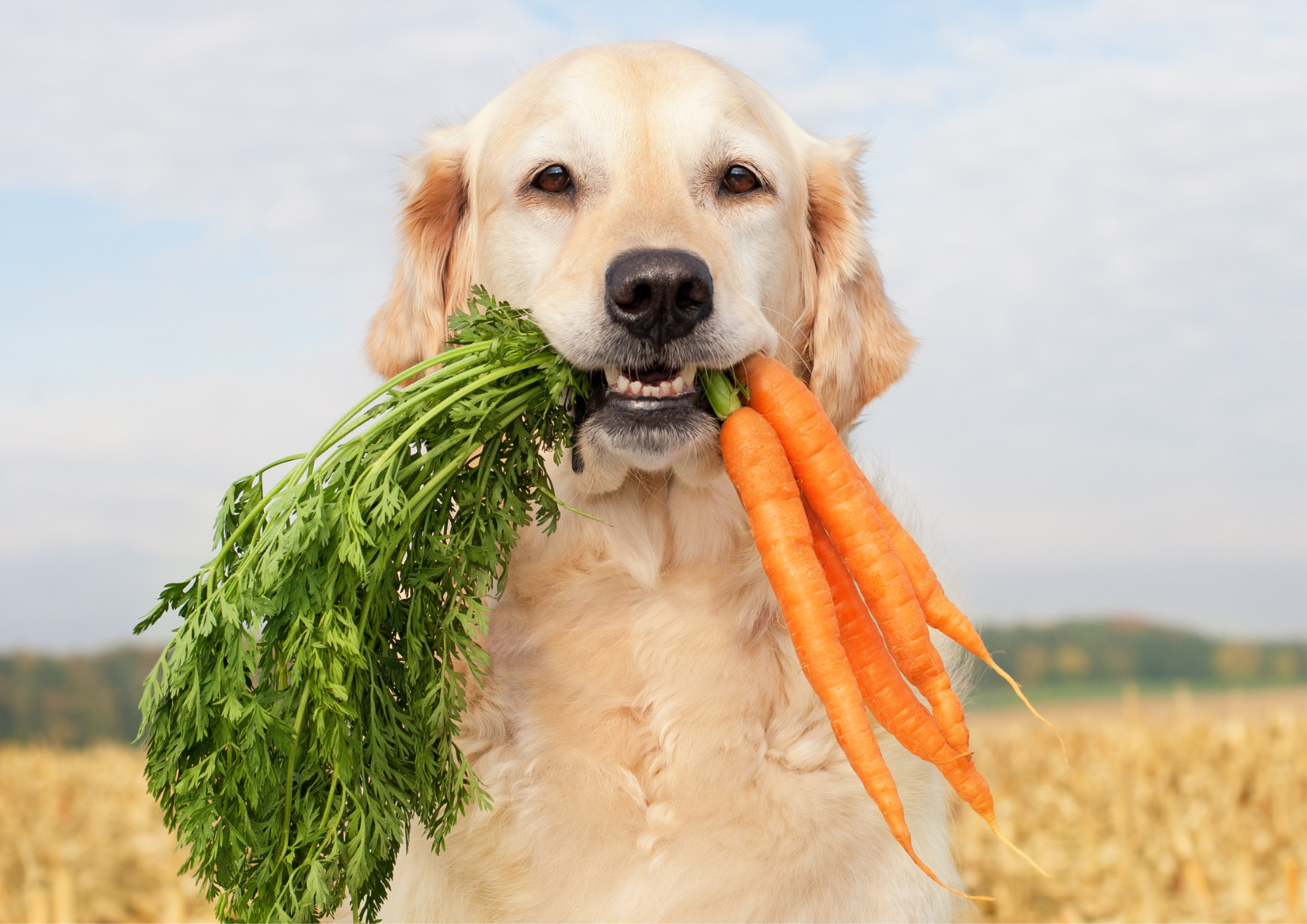 Perro con zanahorias en la boca