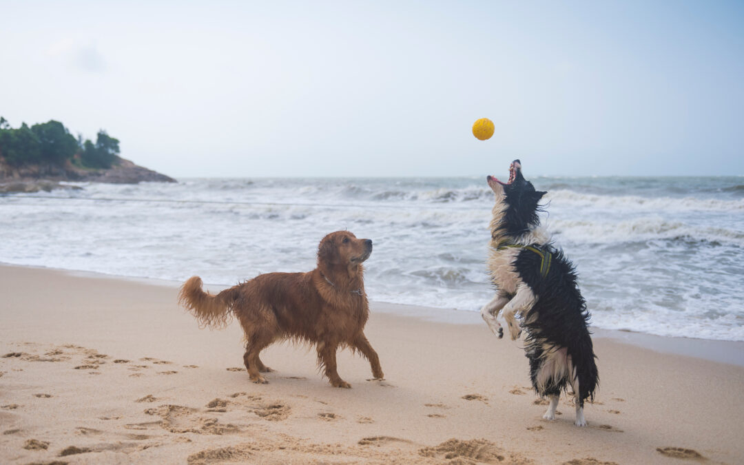 Las Mejores Playas Pet-Friendly en España y Portugal