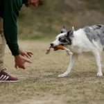Kit completo para cachorros - Imagen 5
